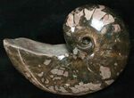 Large Nautilus (Cenoceras) Fossil - France #10976-1